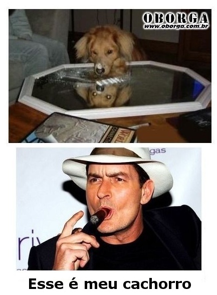 Cachorro do Charlie Sheen