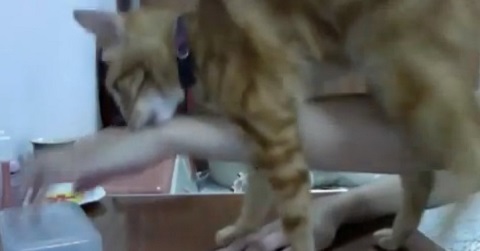 Gatos fazendo gatices #14