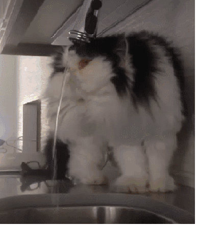 Gato bebendo água FAIL