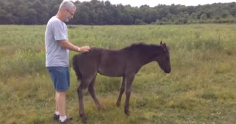 Coça as minhas costas humano